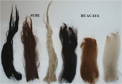 Comparing fiber quality characteristics and staple length in Suri and Huacaya alpacas